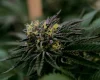 How THCA Flower Can Complement Post-Exercise Comfort And Recovery Habits