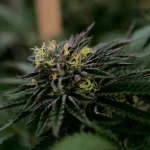 How THCA Flower Can Complement Post-Exercise Comfort And Recovery Habits