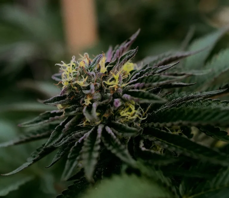 How THCA Flower Can Complement Post-Exercise Comfort And Recovery Habits