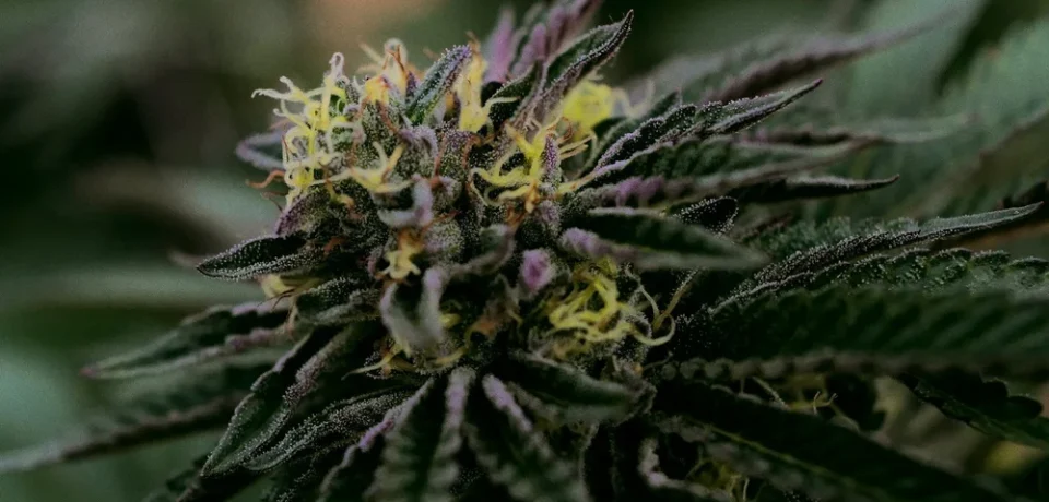 How THCA Flower Can Complement Post-Exercise Comfort And Recovery Habits