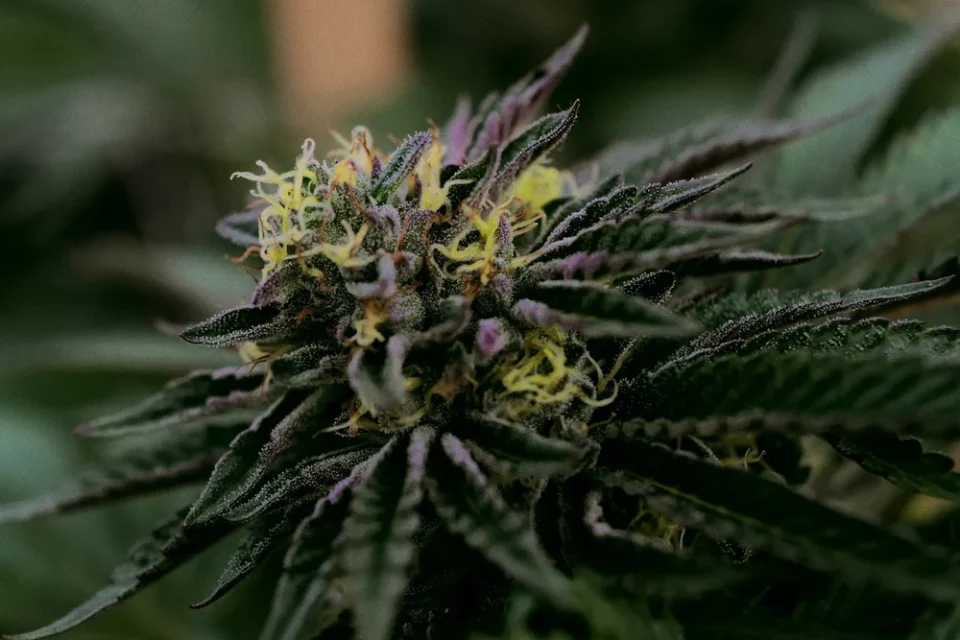 How THCA Flower Can Complement Post-Exercise Comfort And Recovery Habits